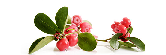 L'huile essentielle de Gaulthérie Odorante